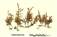 藏品(小波葉苔)的圖片